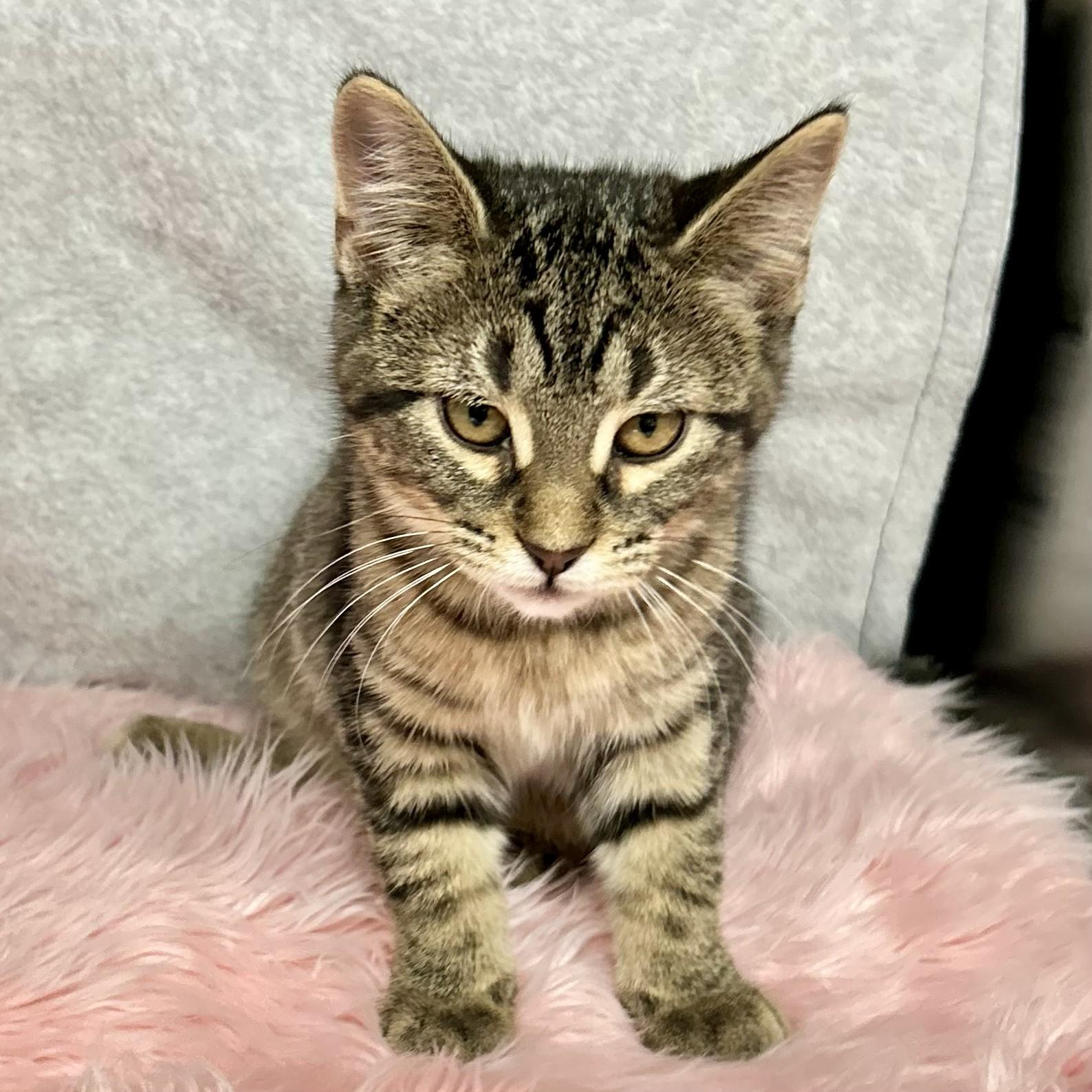 Penny, adopted, Young Female Domestic Short Hair.