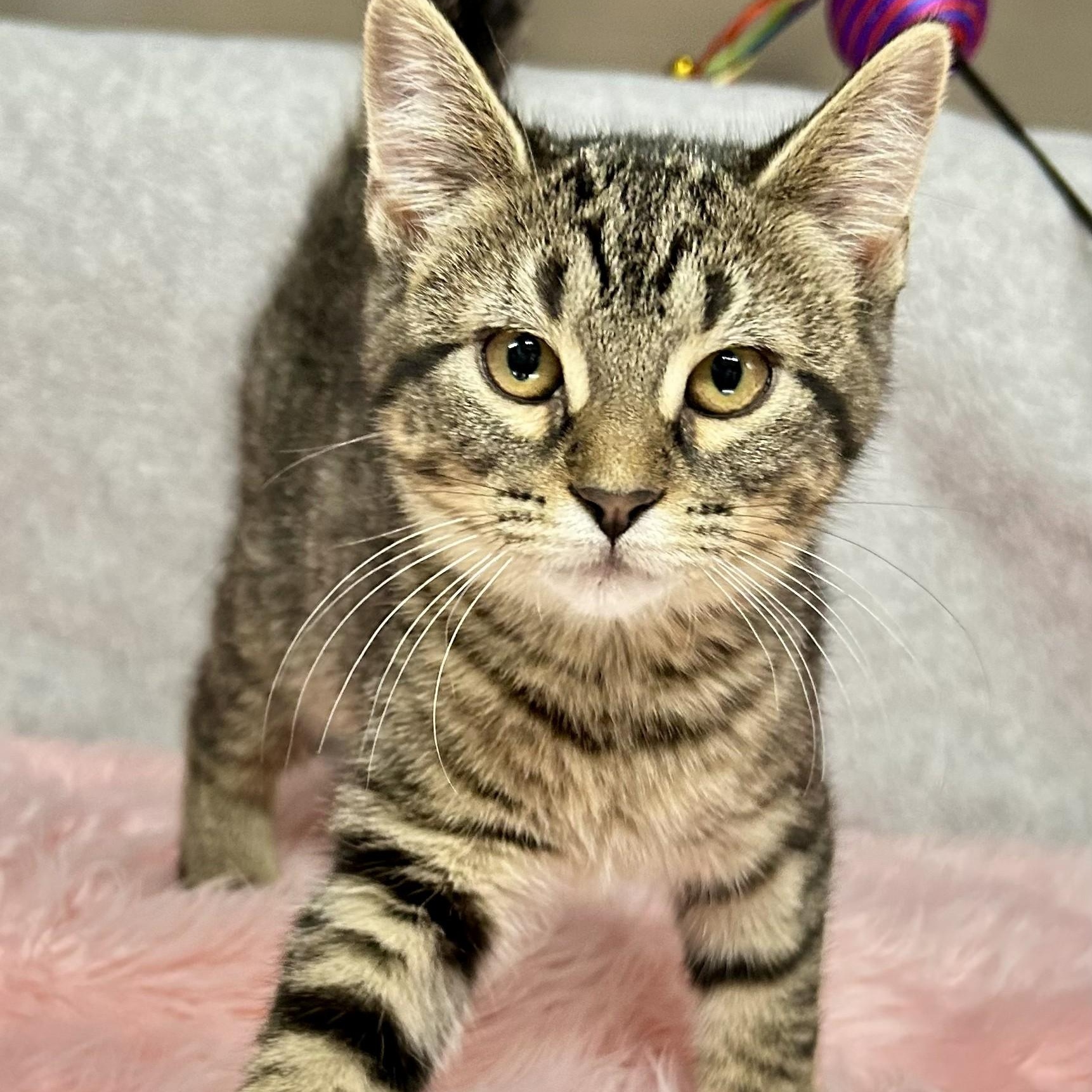 Enlarge Penny, an adopted Domestic Short Hair in Crestwood, MO image 6/6