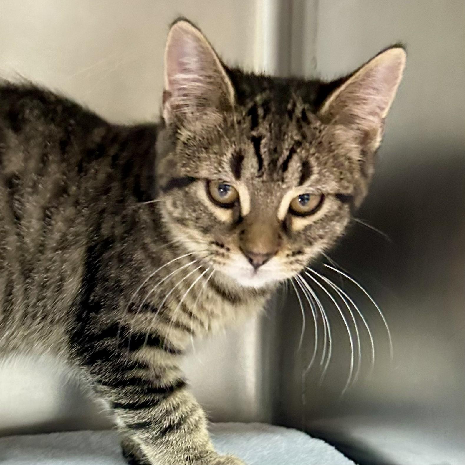 Enlarge Penny, an adopted Domestic Short Hair in Crestwood, MO image 4/6