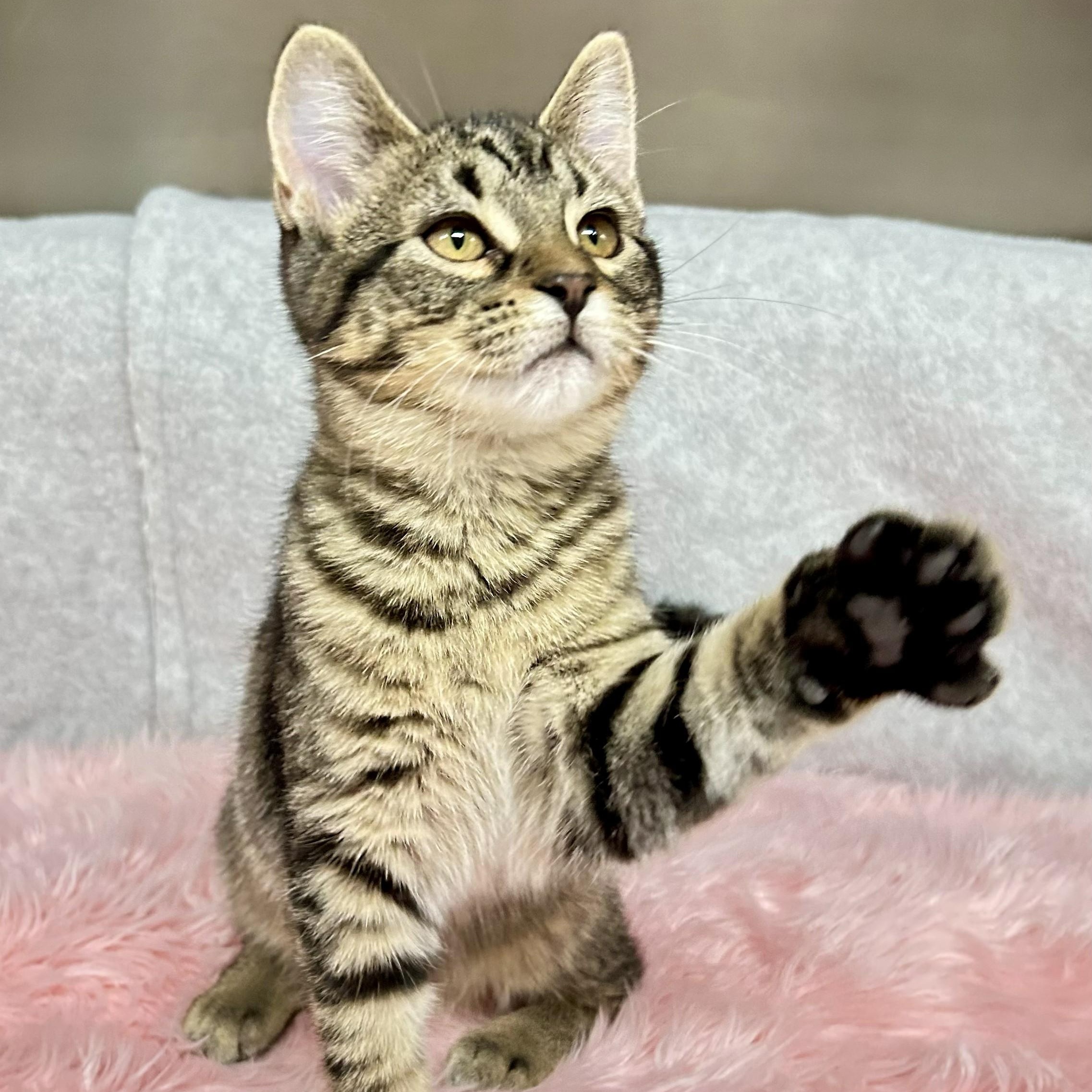 Enlarge Penny, an adopted Domestic Short Hair in Crestwood, MO image 5/6