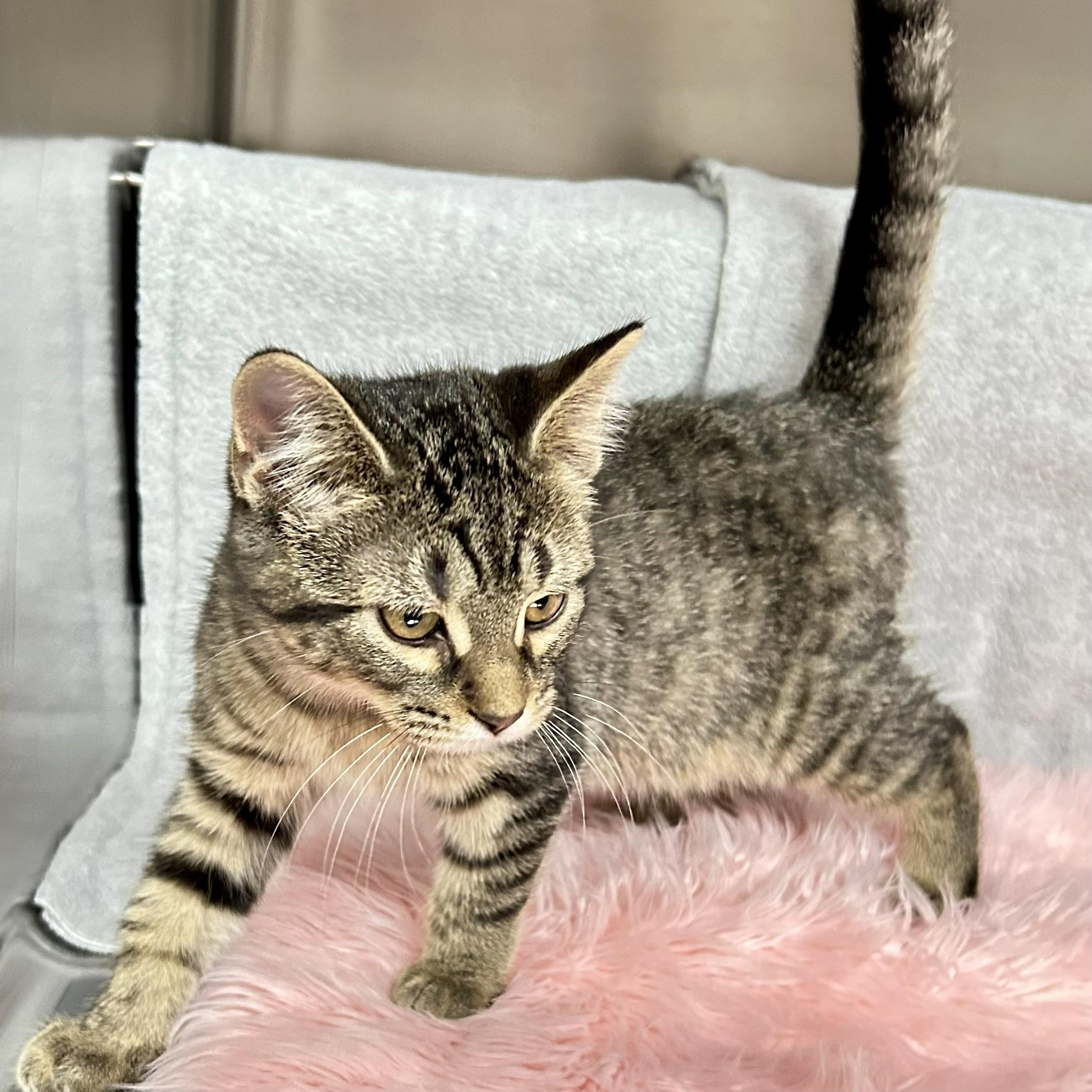 Enlarge Penny, an adopted Domestic Short Hair in Crestwood, MO image 3/6