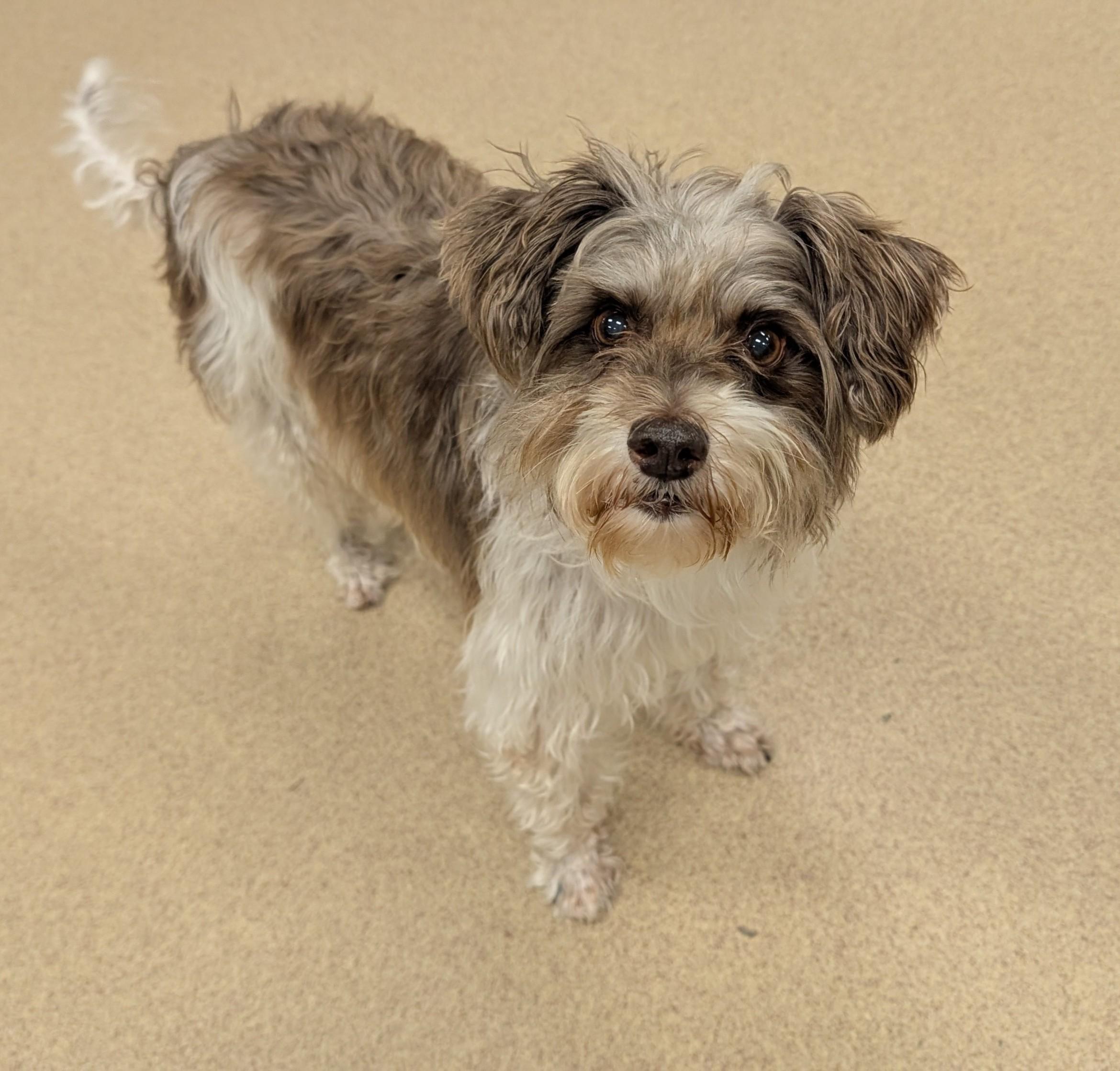 Davi  A121247, an adoptable Norfolk Terrier, Poodle in Plano, TX, 75093 | Photo Image 1