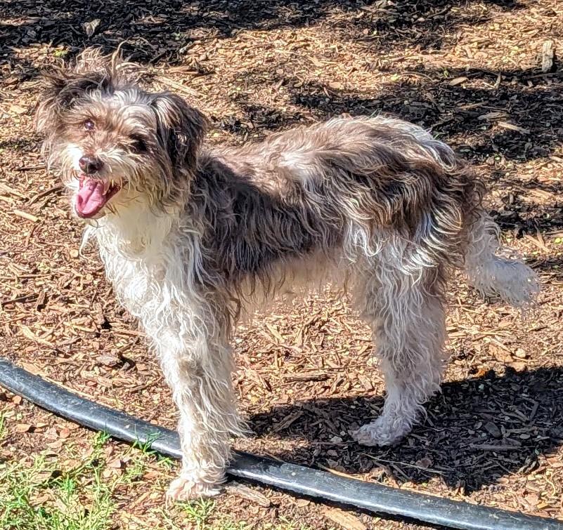 Davi  A121247, an adoptable Norfolk Terrier, Poodle in Plano, TX, 75093 | Photo Image 4