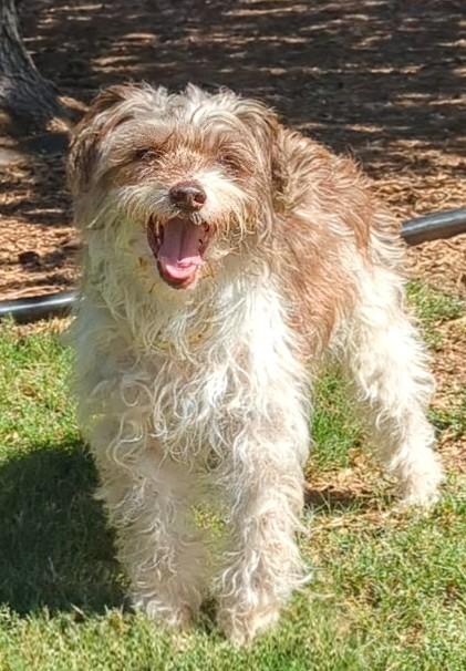 Davi  A121247, an adoptable Norfolk Terrier, Poodle in Plano, TX, 75093 | Photo Image 3