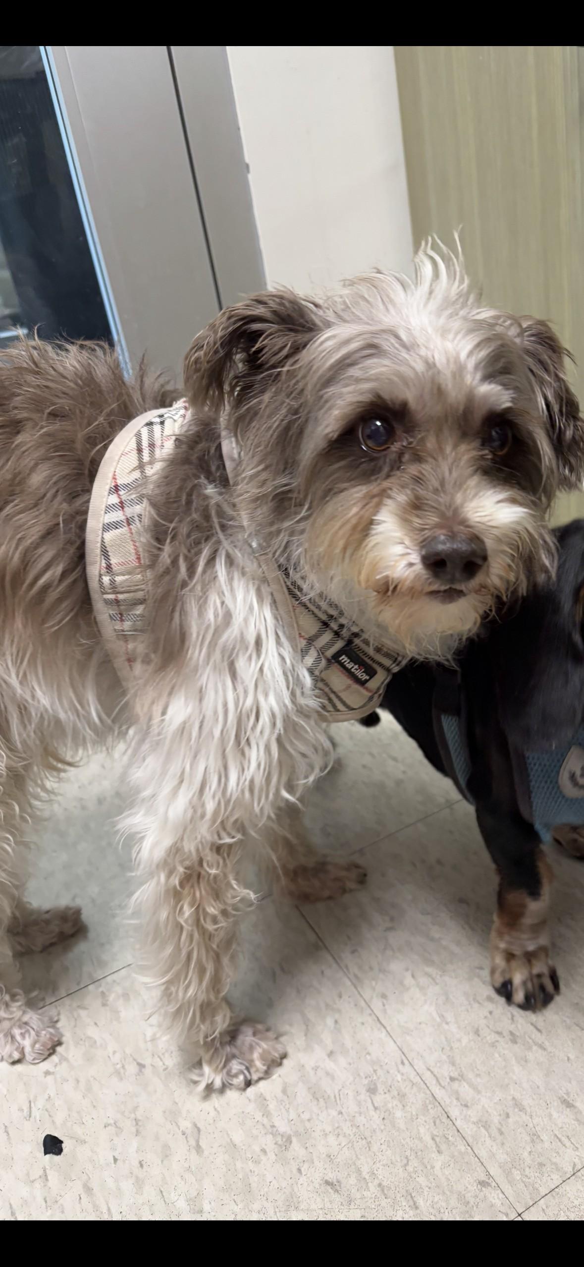 Davi  A121247, an adoptable Norfolk Terrier, Poodle in Plano, TX, 75093 | Photo Image 1