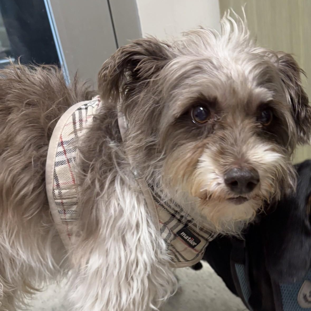 Davi  A121247, an adoptable Norfolk Terrier, Poodle in Plano, TX, 75093 | Photo Image 2