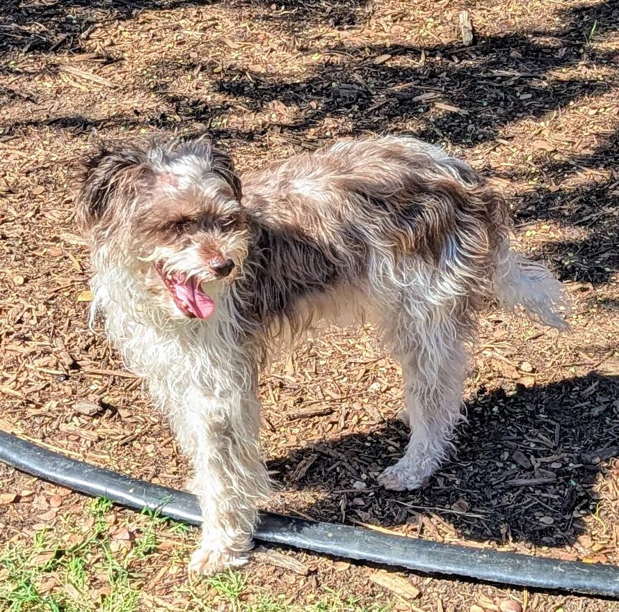 Davi  A121247, an adoptable Norfolk Terrier, Poodle in Plano, TX, 75093 | Photo Image 5