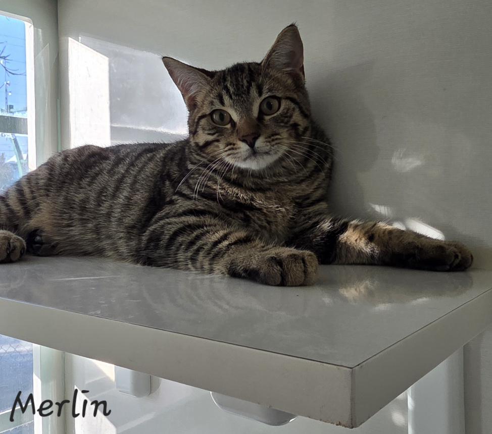 Merlin, a ADOPTABLE Domestic Short Hair in Key Largo, FL image 3/3