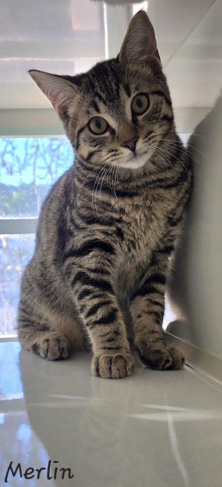Merlin, ADOPTABLE, Young Male Domestic Short Hair.