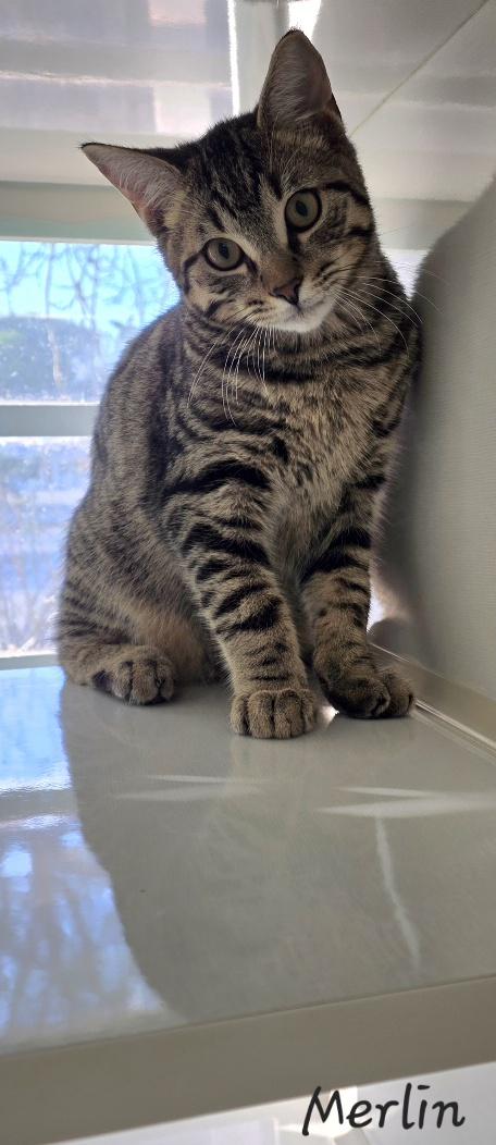 Merlin, a ADOPTABLE Domestic Short Hair in Key Largo, FL image 2/3