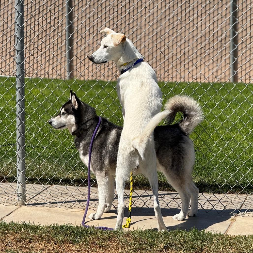 Toby, Adoptable, Adult Male Husky.