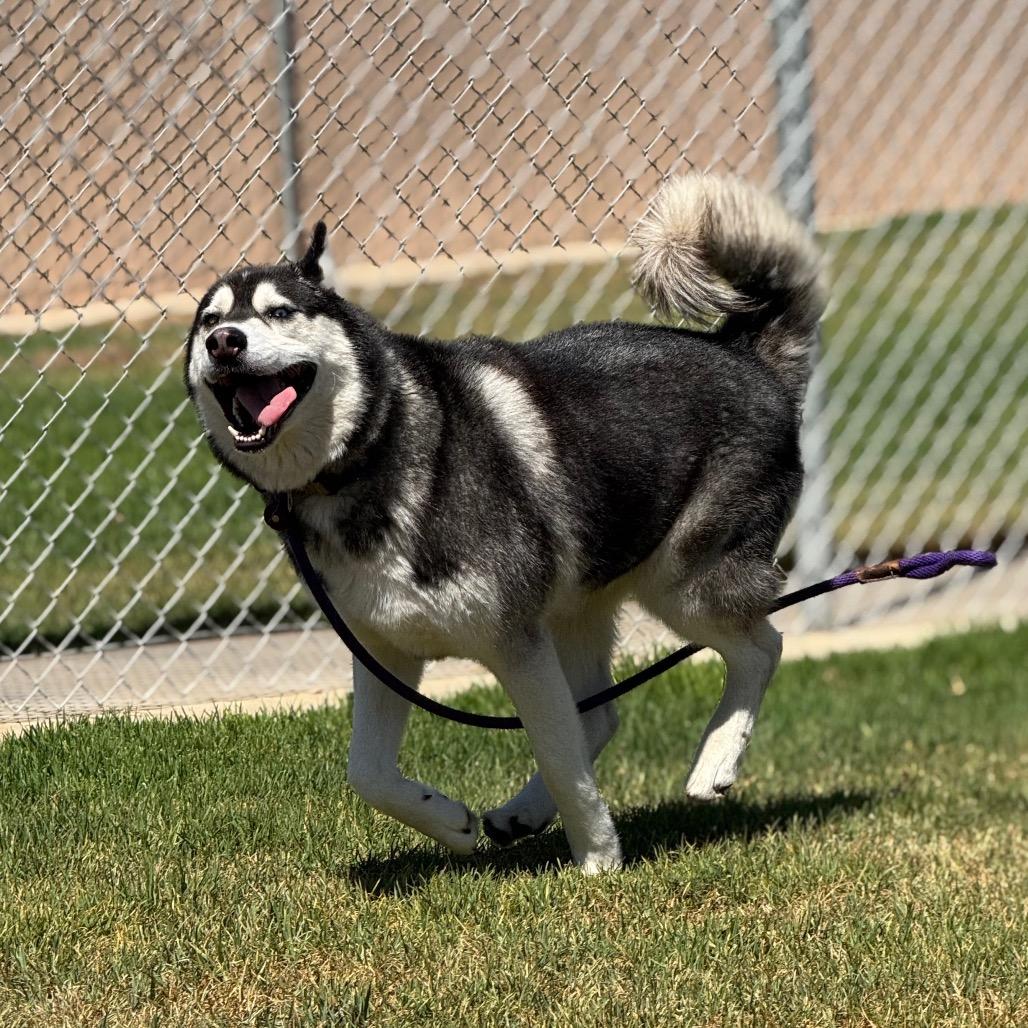 Enlarge Toby, a Adoptable Husky in Santa Barbara, CA image 2/6
