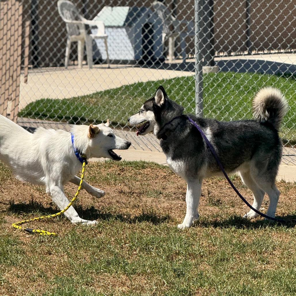 Enlarge Toby, a Adoptable Husky in Santa Barbara, CA image 3/6