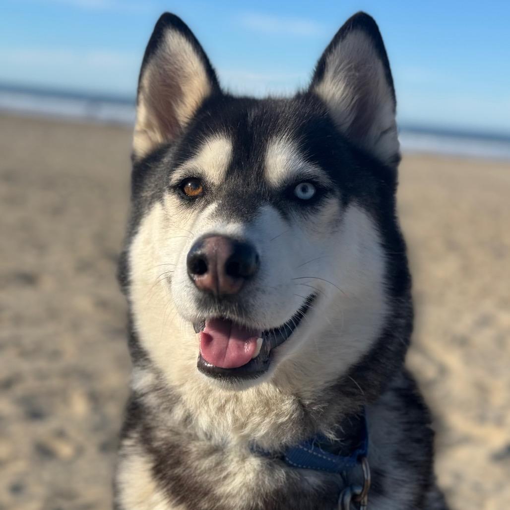 Enlarge Toby, a Adoptable Husky in Santa Barbara, CA image 4/6