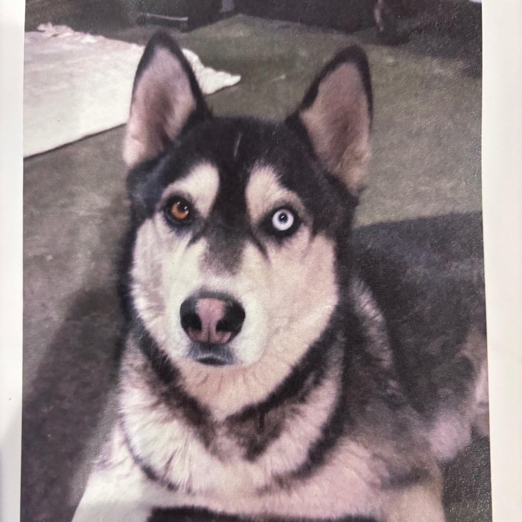 Enlarge Toby, a Adoptable Husky in Santa Barbara, CA image 5/6