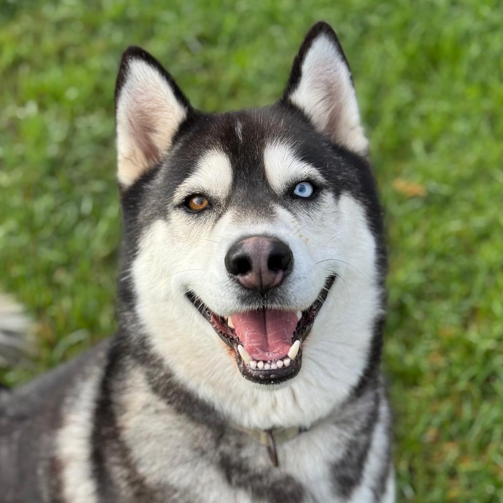 Enlarge Toby, a Adoptable Husky in Santa Barbara, CA image 6/6