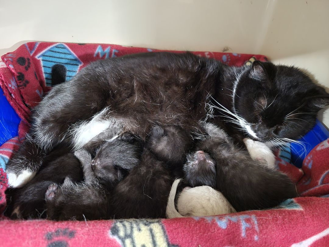 Mittens, Adoptable, Adult Female Domestic Short Hair.