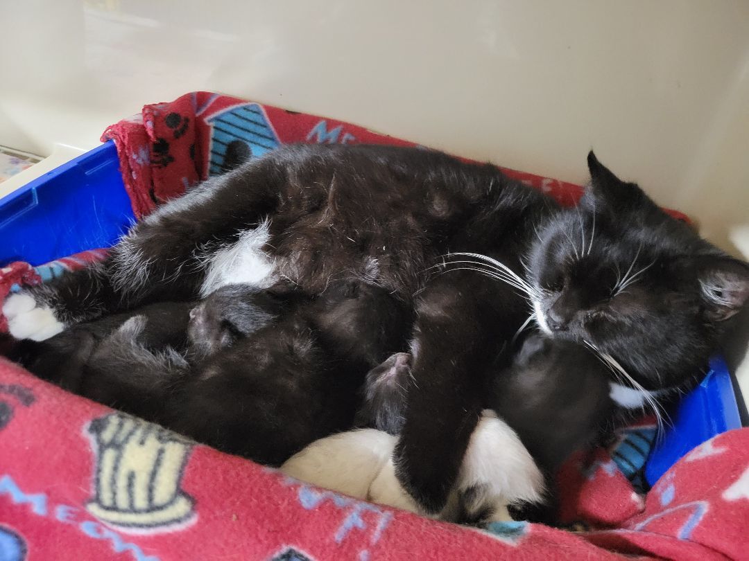 Enlarge Mittens, a Adoptable Domestic Short Hair in New Martinsville, WV image 2/8