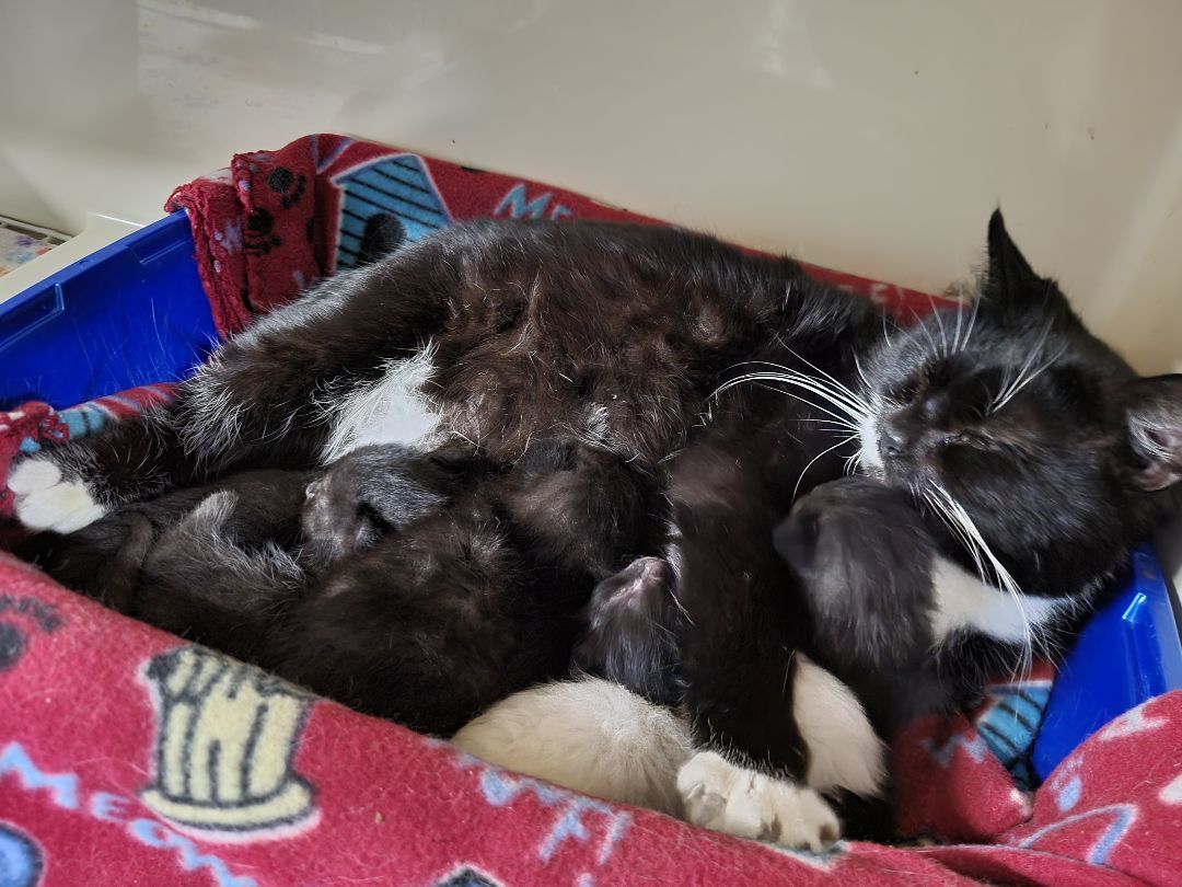 Enlarge Mittens, a Adoptable Domestic Short Hair in New Martinsville, WV image 3/8