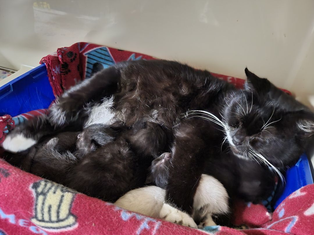 Enlarge Mittens, a Adoptable Domestic Short Hair in New Martinsville, WV image 4/8