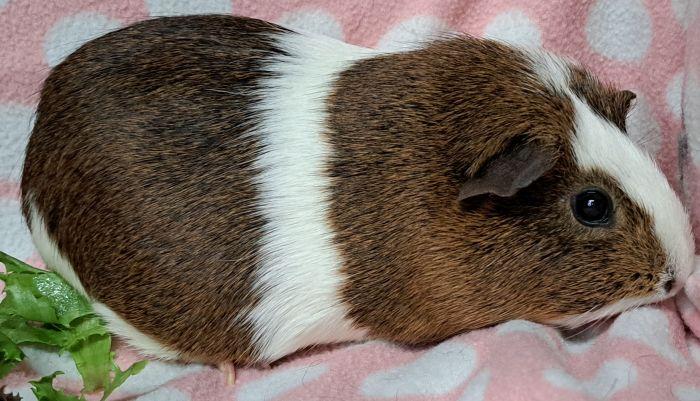Dahlia, an adopted Short-Haired in Gary, IN image 2/2