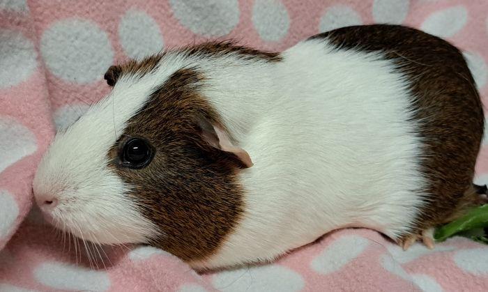 Dahlia, an adopted Short-Haired in Gary, IN image 1/2