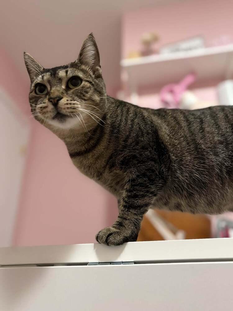 Enlarge Nellie, a Adoptable mixed breed in Ferndale, MI image 1/6