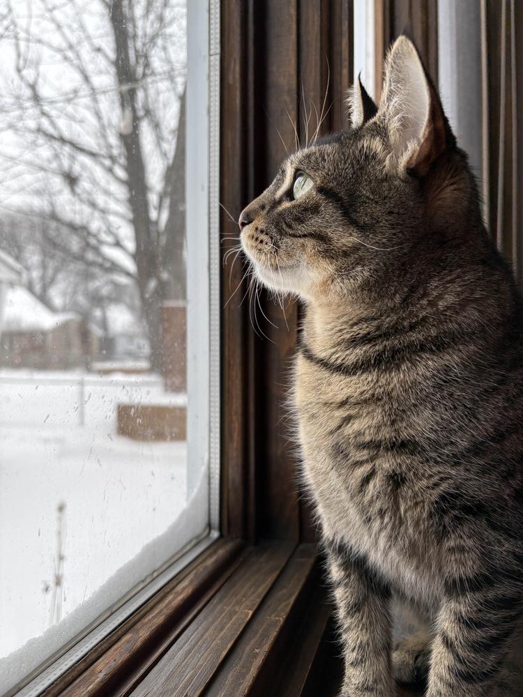 Enlarge Nellie, a Adoptable mixed breed in Ferndale, MI image 1/6