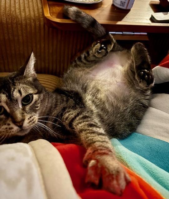 Enlarge Nellie, a Adoptable mixed breed in Ferndale, MI image 2/6