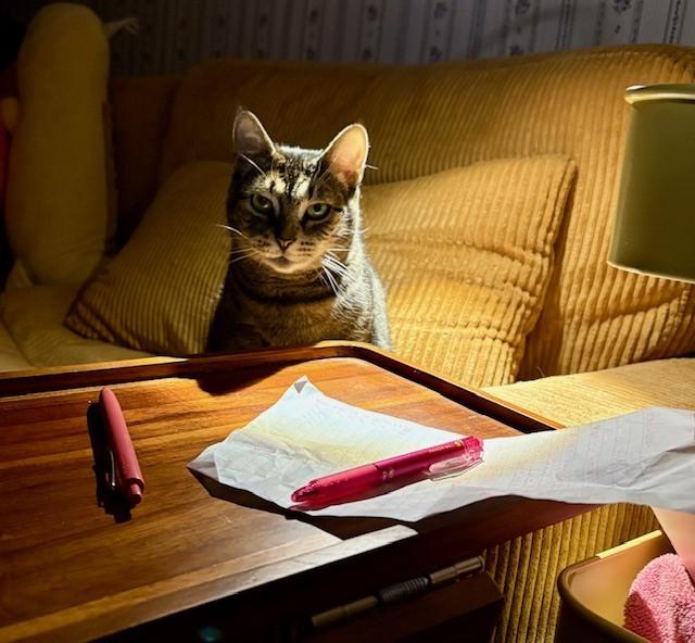 Enlarge Nellie, a Adoptable mixed breed in Ferndale, MI image 3/6