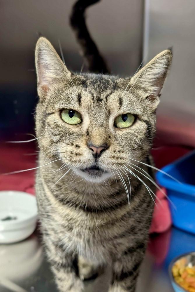 Enlarge Nellie, a Adoptable mixed breed in Ferndale, MI image 2/6