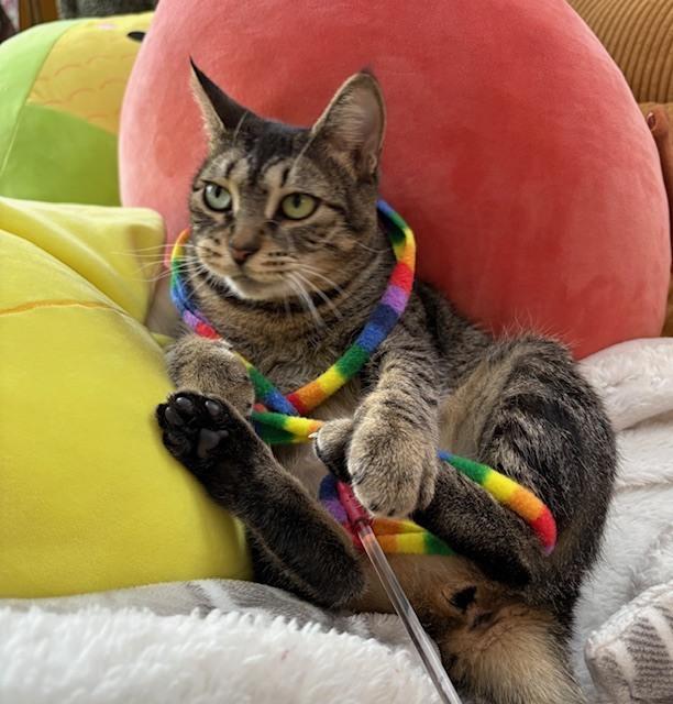 Enlarge Nellie, a Adoptable mixed breed in Ferndale, MI image 4/6