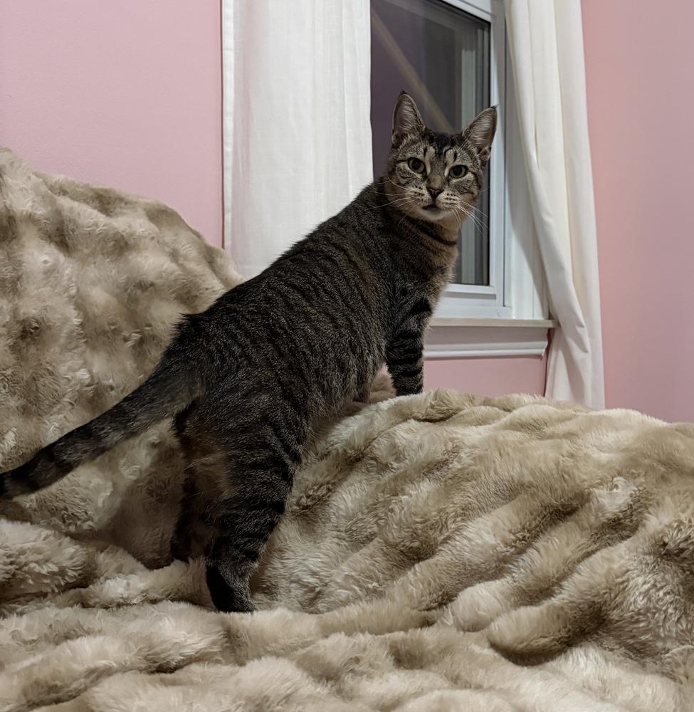 Enlarge Nellie, a Adoptable mixed breed in Ferndale, MI image 3/6