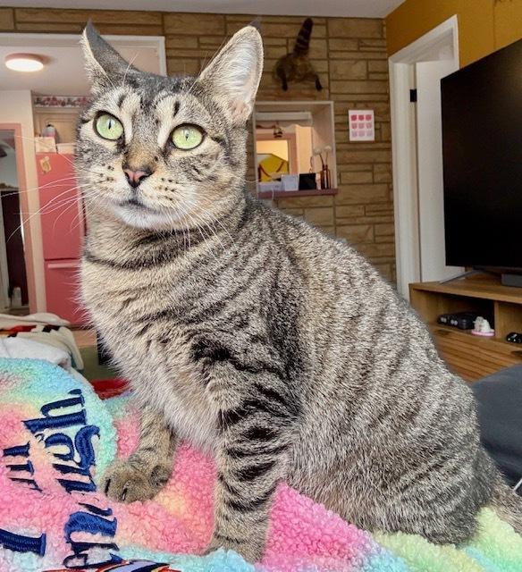 Enlarge Nellie, a Adoptable mixed breed in Ferndale, MI image 5/6