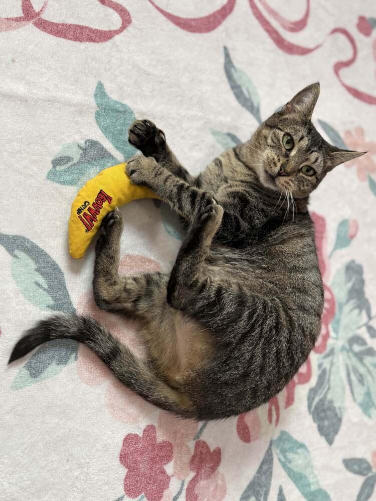 Enlarge Nellie, a Adoptable mixed breed in Ferndale, MI image 6/6