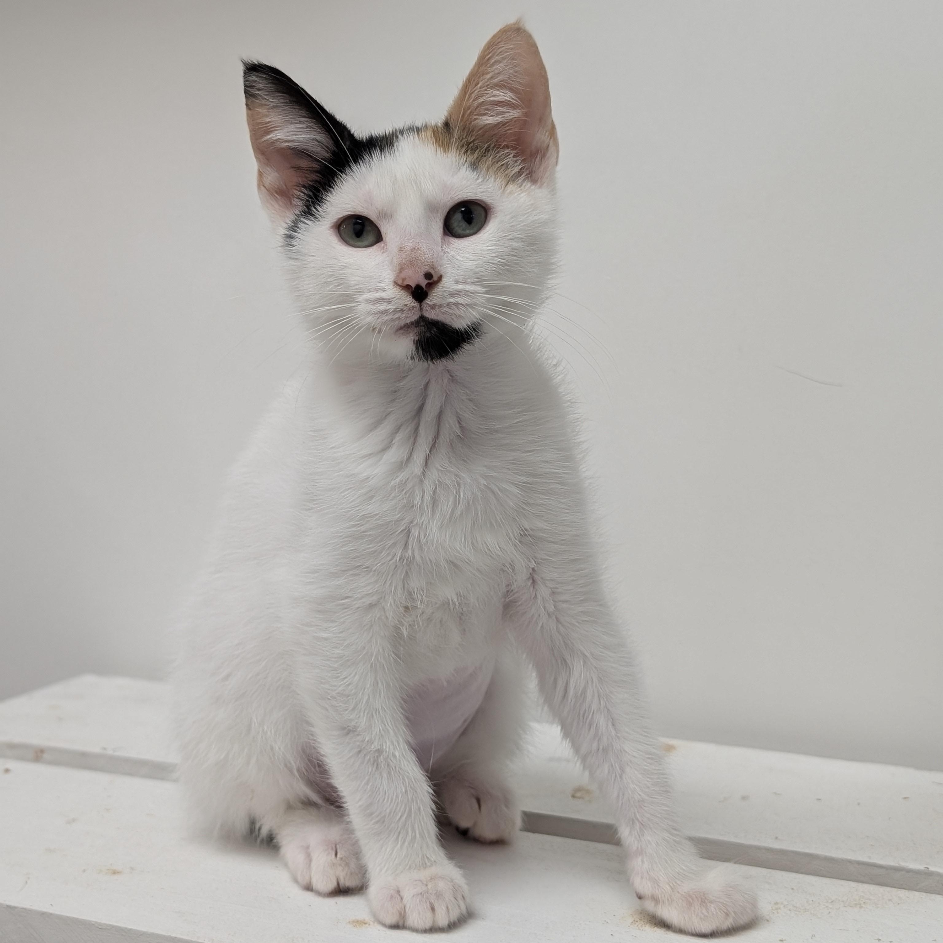 Calamity Jane, an adopted Domestic Short Hair in St. Augustine, FL image 2/2