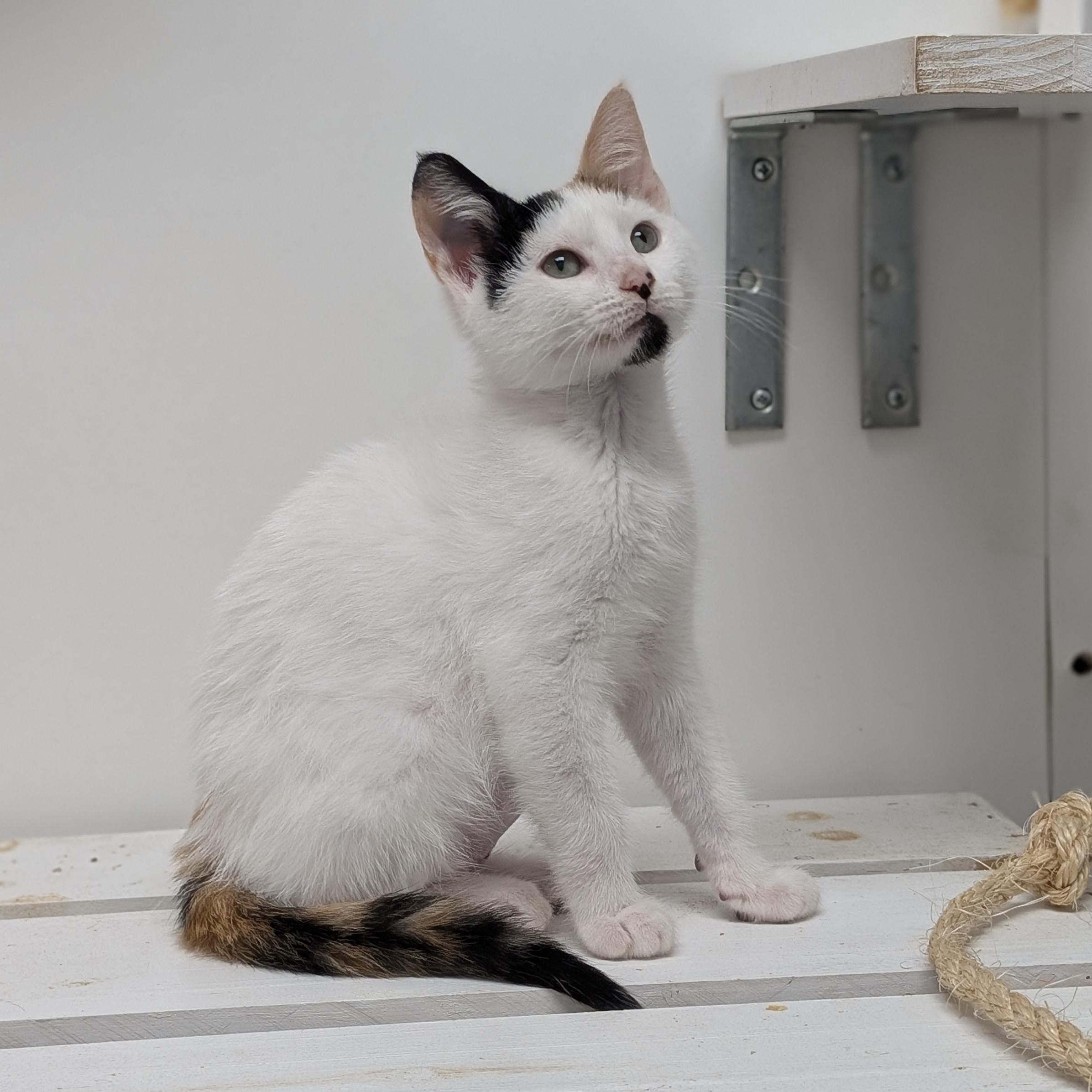 Calamity Jane, adopted, Kitten Female Domestic Short Hair.