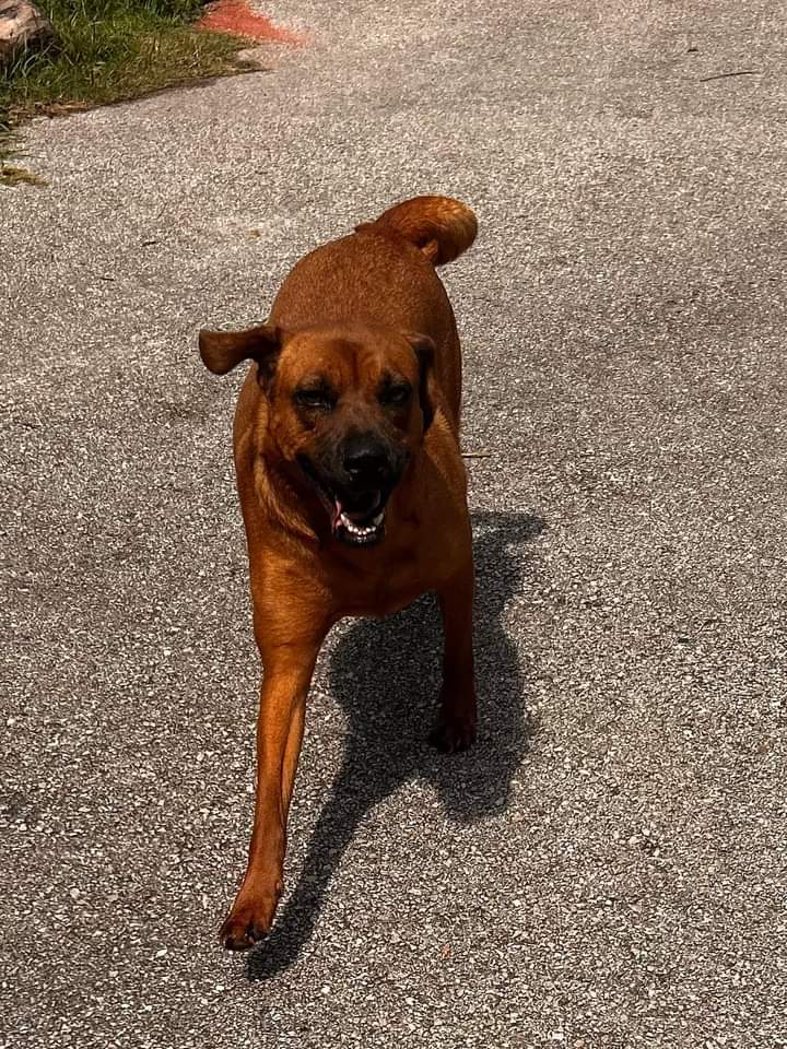 Brandi, Adult Female Black Mouth Cur