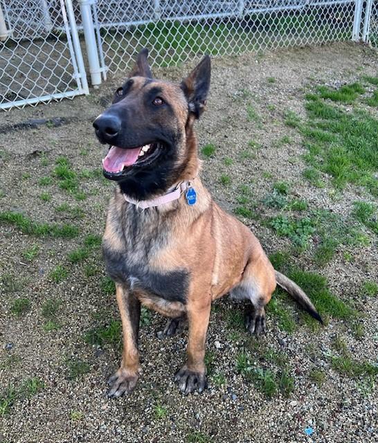 Zeva, adopted, Adult Female Belgian Shepherd / Malinois.