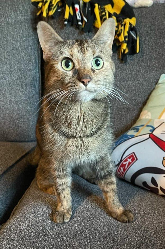 Enlarge Pearl, a Adoptable Domestic Short Hair in Anchorage, AK image 1/1