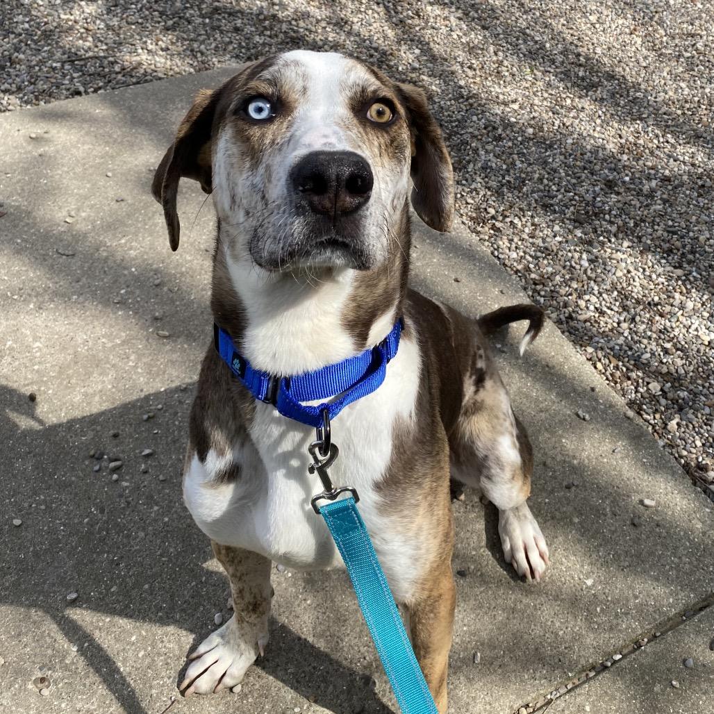 Enlarge Noodle, a Adoptable mixed breed in West Olive, MI image 1/6