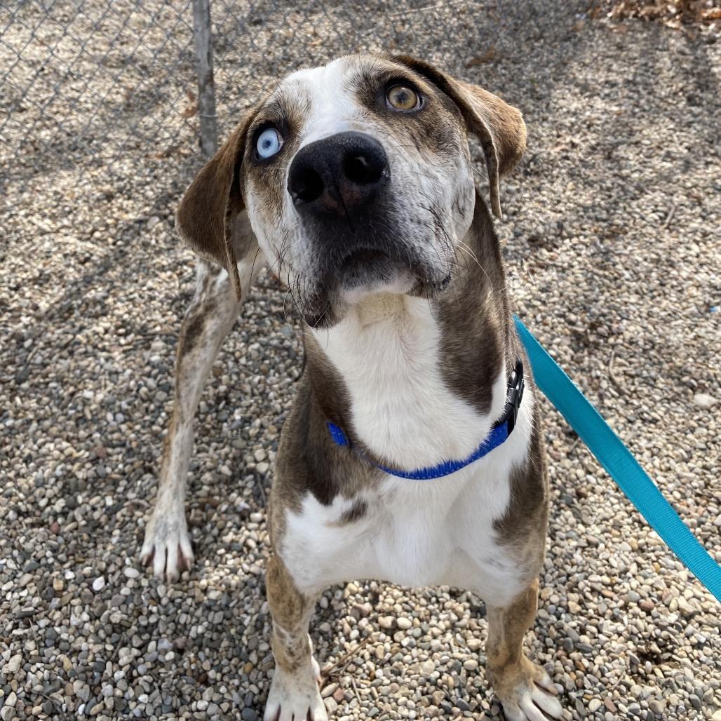 Enlarge Noodle, a Adoptable mixed breed in West Olive, MI image 2/6
