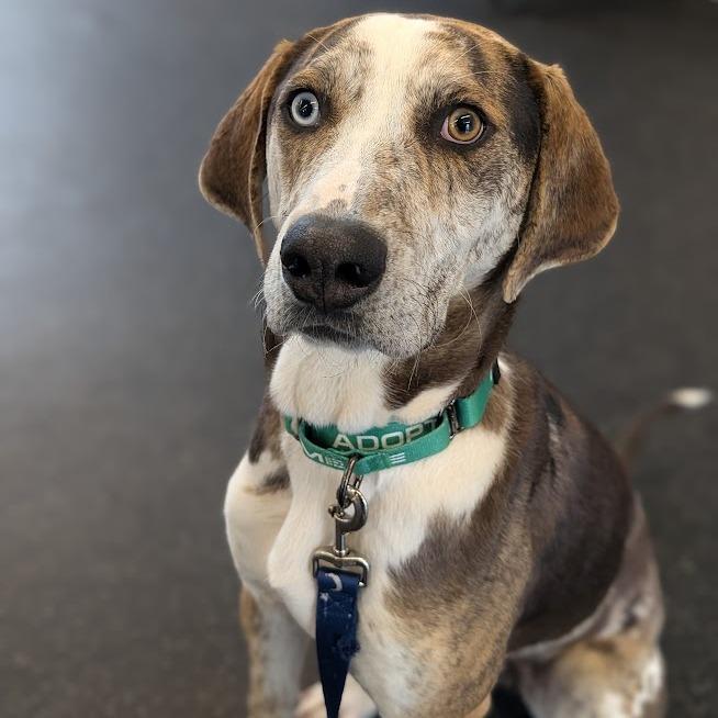 Enlarge Noodle, a Adoptable mixed breed in West Olive, MI image 3/6