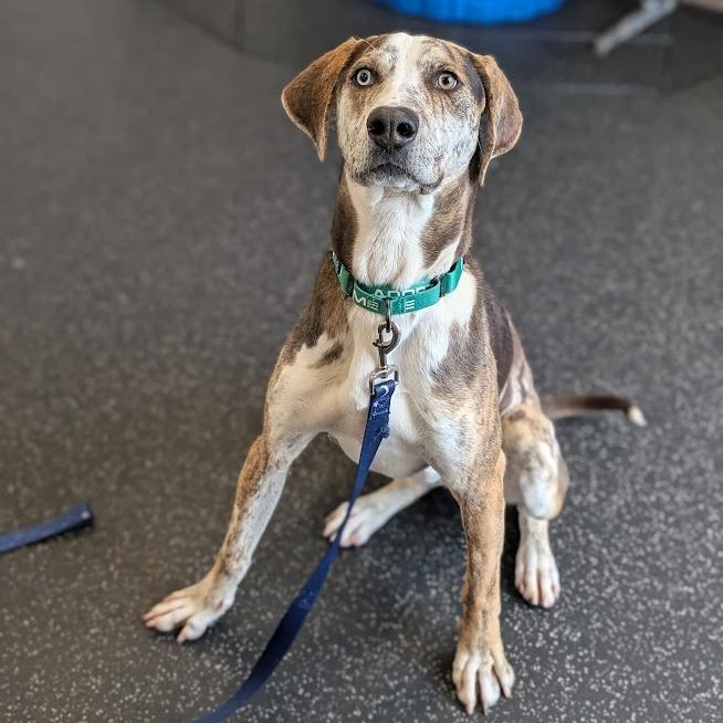 Enlarge Noodle, a Adoptable mixed breed in West Olive, MI image 4/6