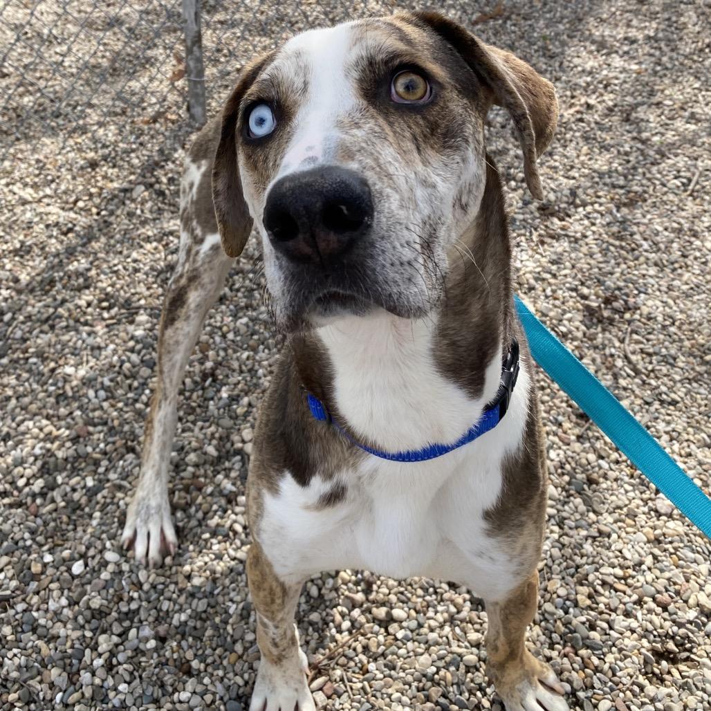 Enlarge Noodle, a Adoptable mixed breed in West Olive, MI image 5/6