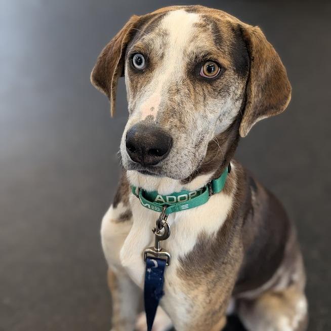 Enlarge Noodle, a Adoptable mixed breed in West Olive, MI image 6/6