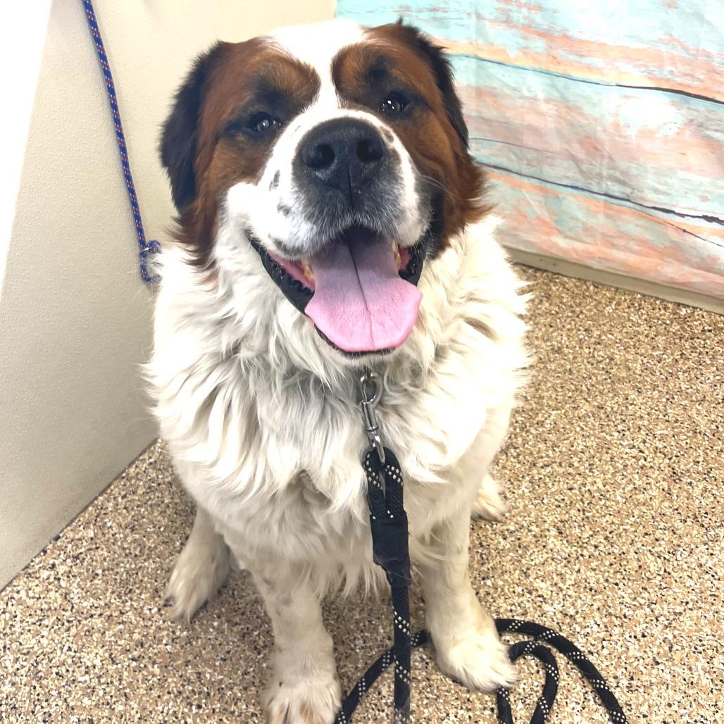 Timber, Adoptable, Adult Male Saint Bernard.