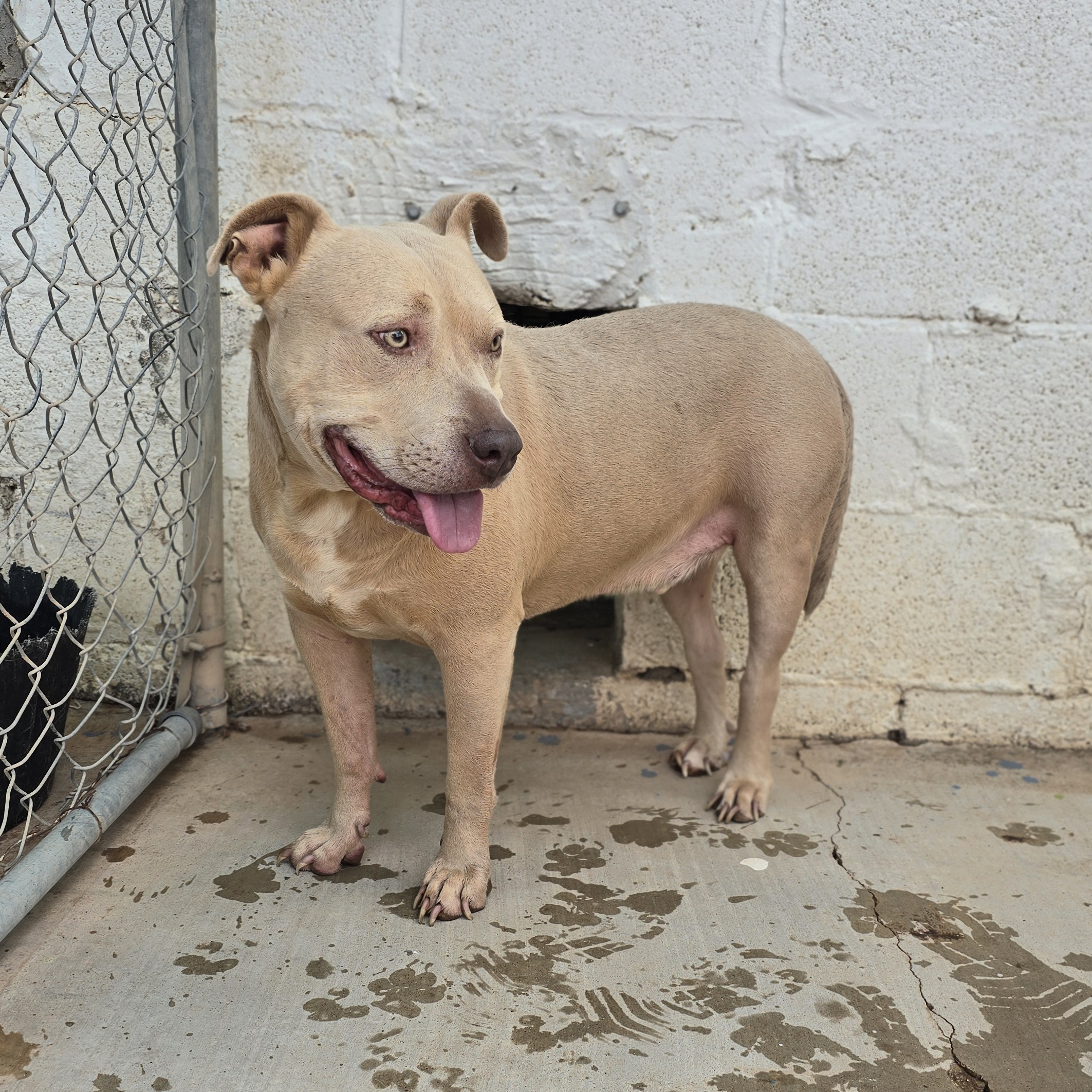 John Wayne, a Adoptable Pit Bull Terrier in Lubbock, TX image 3/3