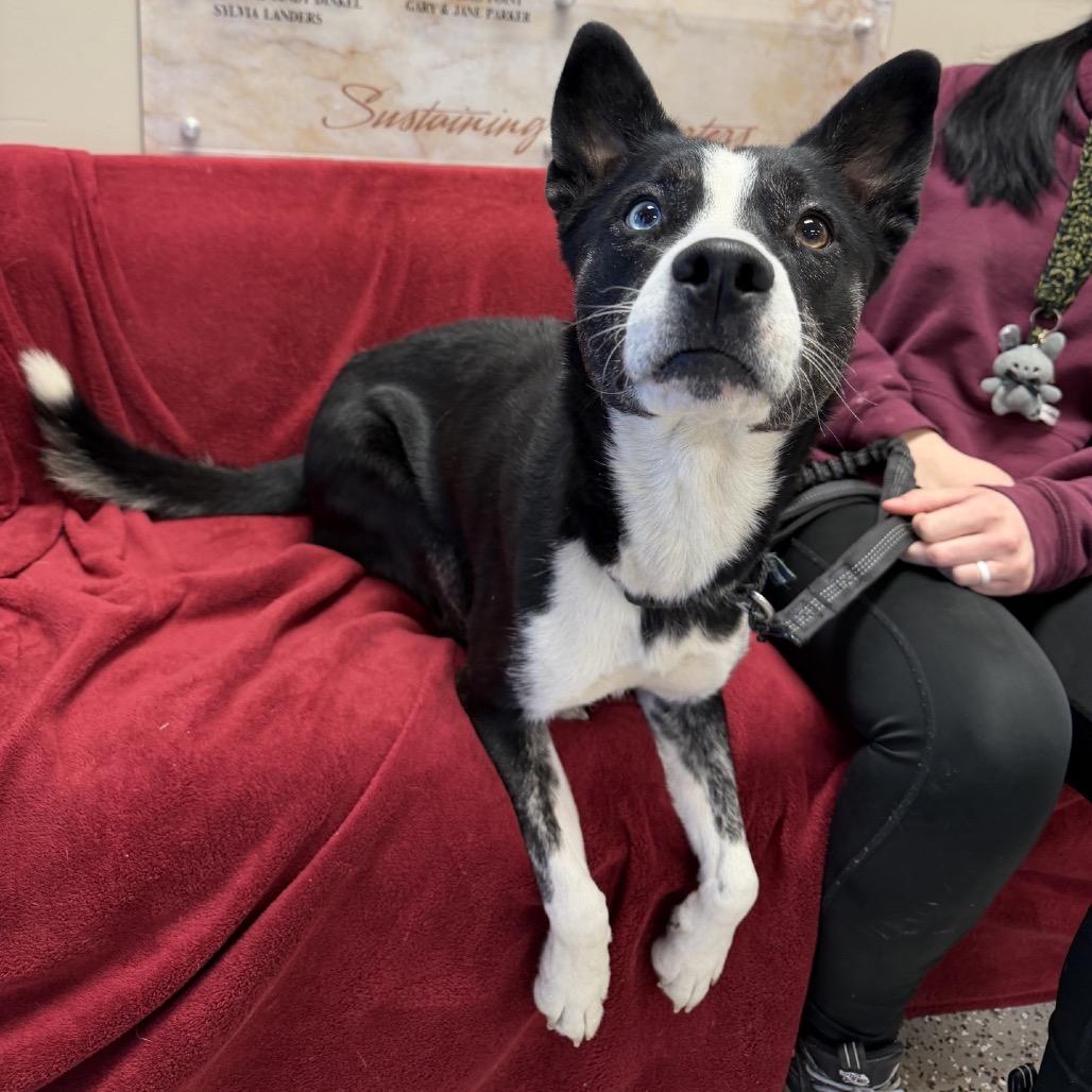 Enlarge Ivory, a Adoptable mixed breed in Norfolk, NE image 1/1