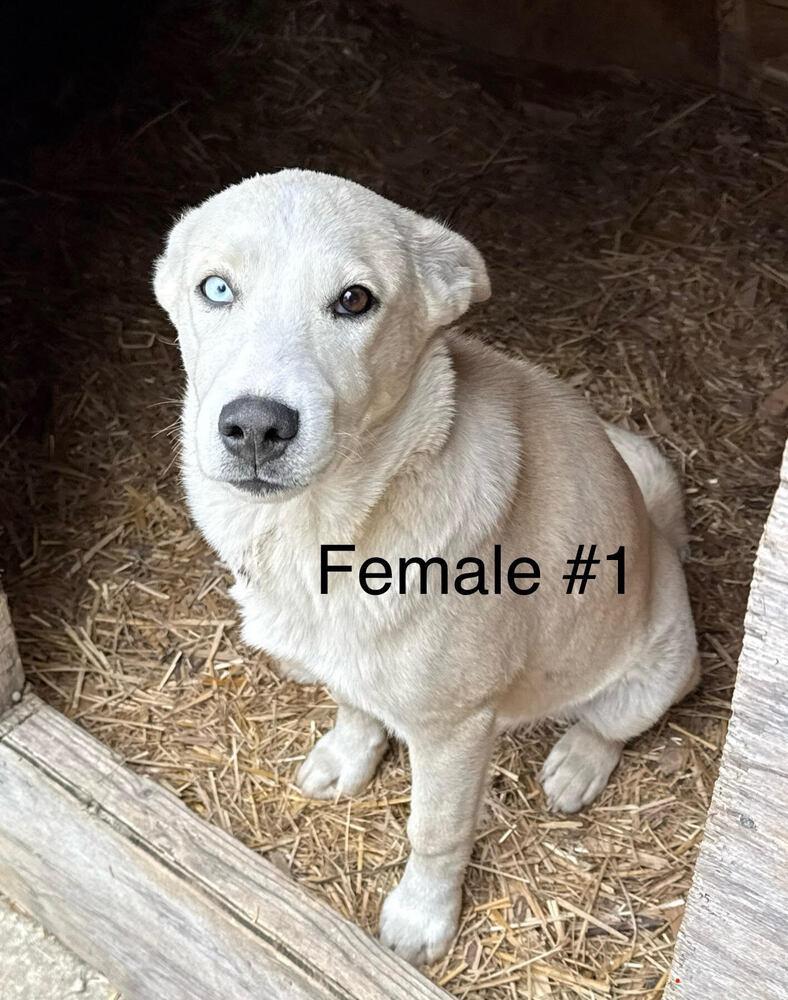 Mixed Breed Puppy female #1, Adoptable, Puppy Female Mixed Breed.